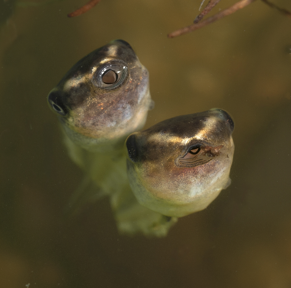 21. Peoples' Choice White-lipped tree frog tadpoles L. infrafrenata