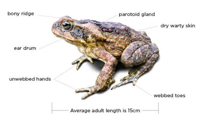Cane toad NSW DPI