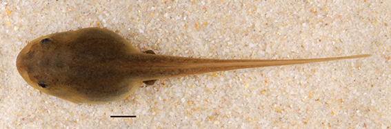 Eastern Banjo Frog Limnodynastes dumerilii dorsal view