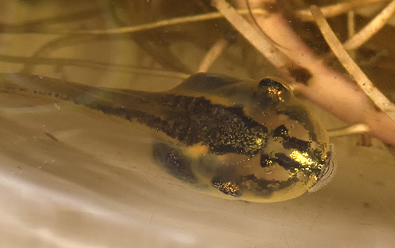 Peron's Tree Frog Litoria peronii showing gold spot