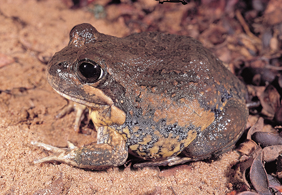 Eastern Banjo Frog Limnodynastes dumerilii adult