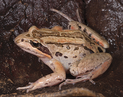 Striped Marsh Frog Limnodynastes peronii adult